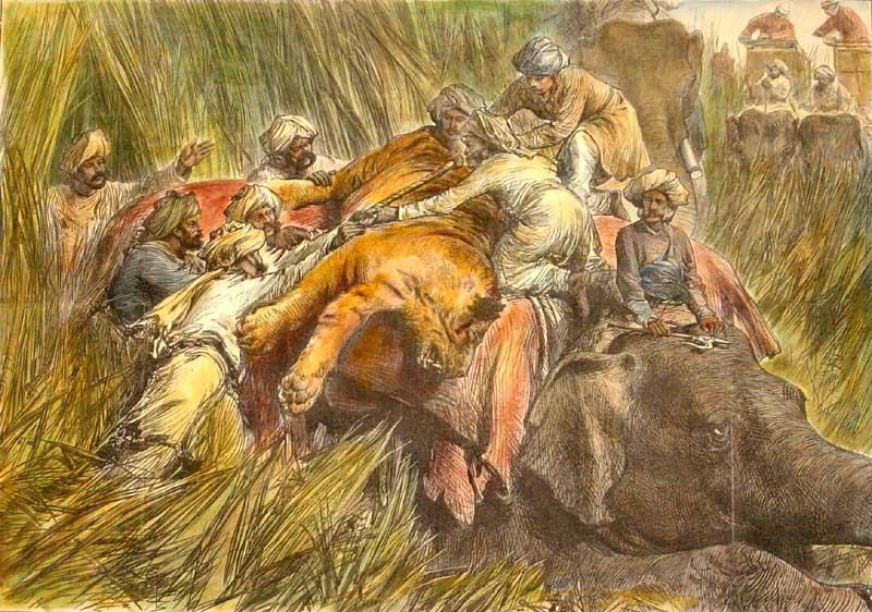 File:Tiger-Hunting.jpg