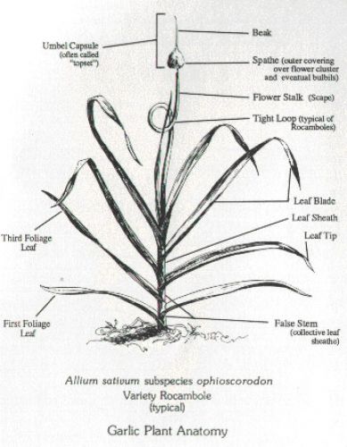 चित्र:Garlic-plant-anatomy.jpg