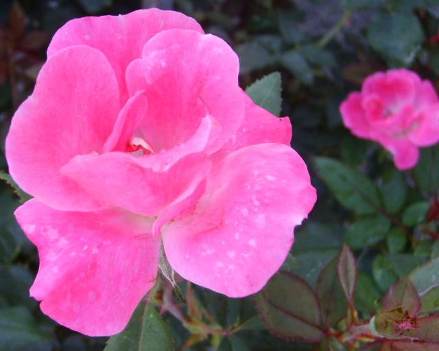 चित्र:Pink-Rose.jpg