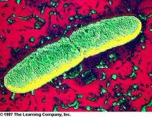 चित्र:Bb bacteria.jpg