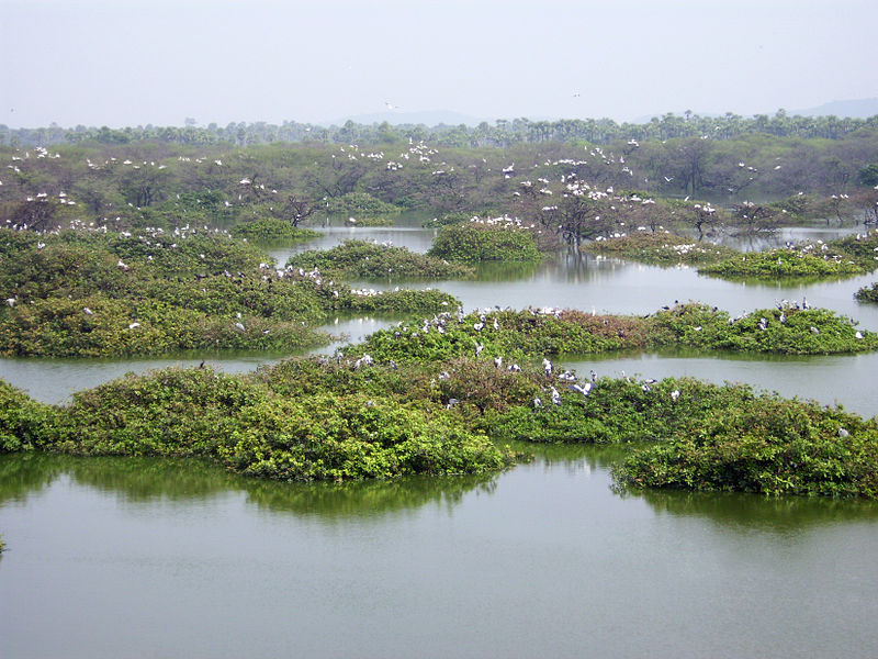 File:Vedanthangal-Lake-Bird-Sanctuary.jpg