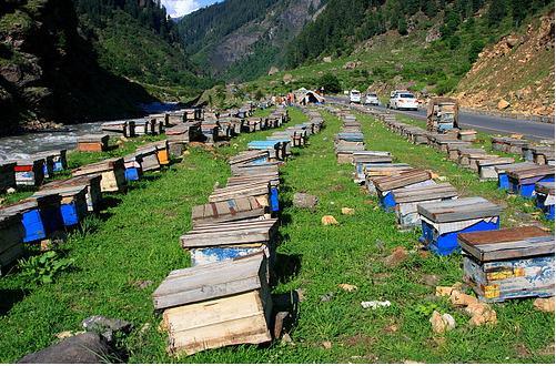चित्र:Honey-bee-farm.jpg