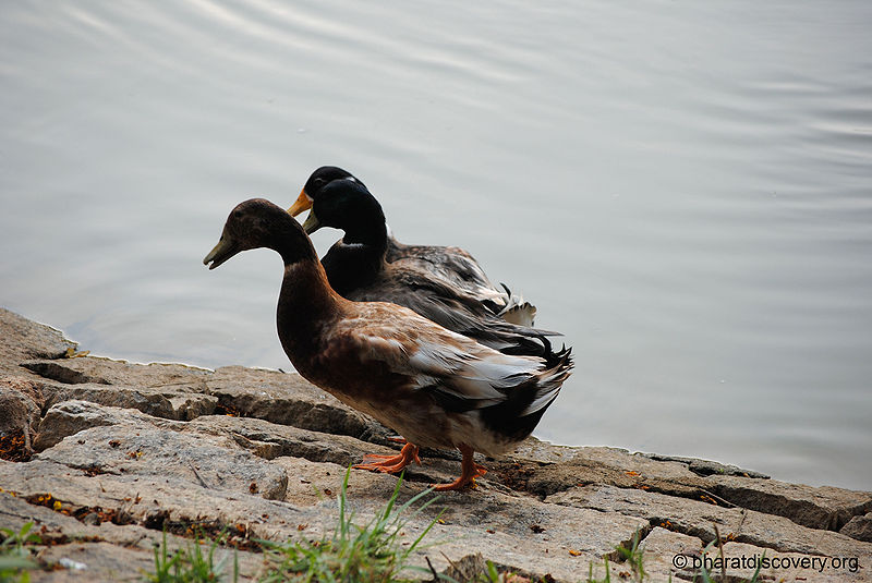 File:Duck-6.jpg
