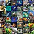 Thumbnail for version as of 07:17, 17 December 2011