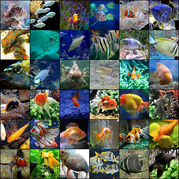 File:Fish-Colag.jpg