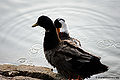 Thumbnail for version as of 07:33, 2 July 2011