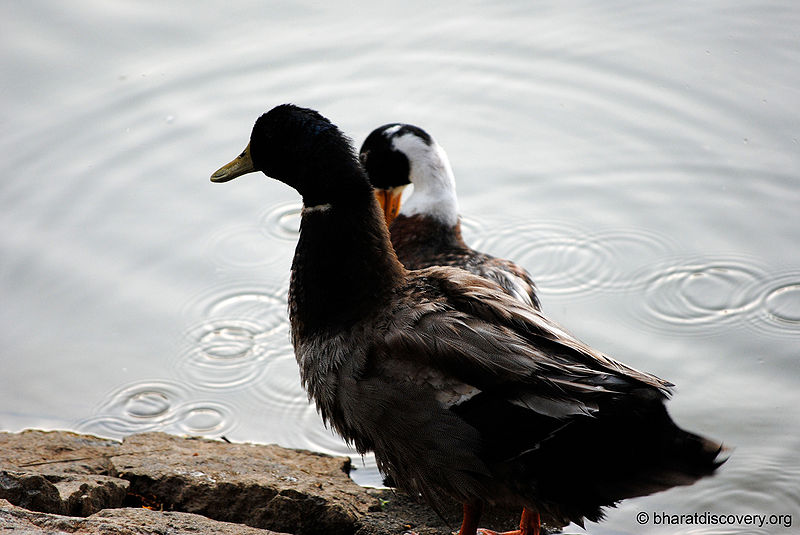 File:Duck-3.jpg
