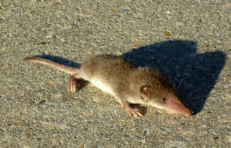 File:Soricidae.jpg