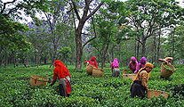Tea-Garden-Palampur.jpg
