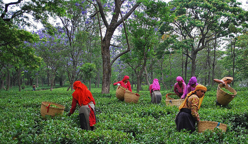 File:Tea-Garden-Palampur.jpg