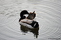 Thumbnail for version as of 07:38, 2 July 2011