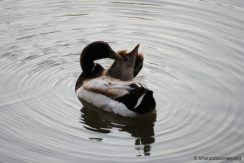 File:Duck-10.jpg