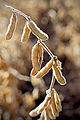 Thumbnail for version as of 06:32, 11 June 2012