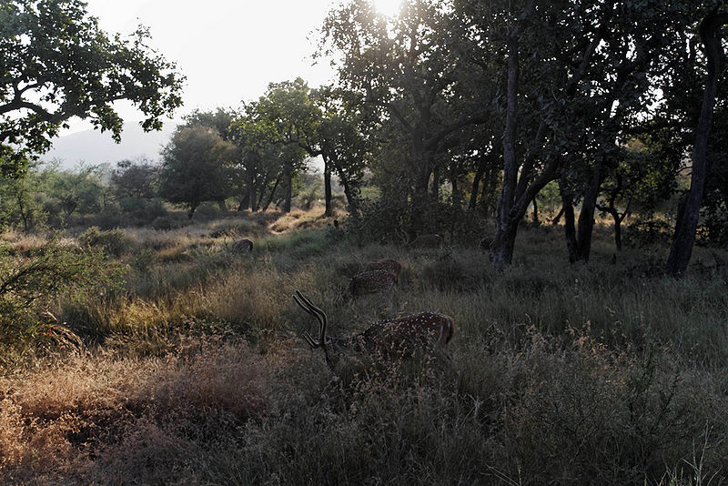 File:Ranthambhore-Sawai-Madhopur.jpg
