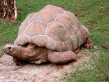 Tortoise-2.jpg