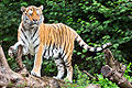 Thumbnail for version as of 11:31, 12 November 2010