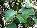 Thumbnail for version as of 09:49, 31 May 2013