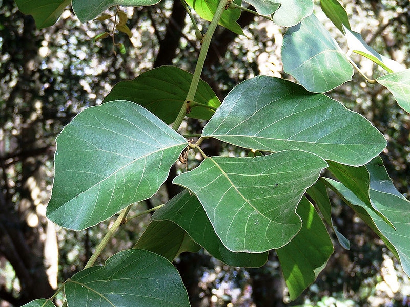 File:Palash-Leaves.jpg