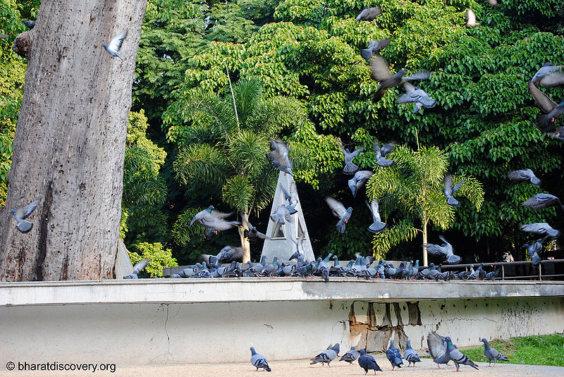 File:Pigeon-13.jpg