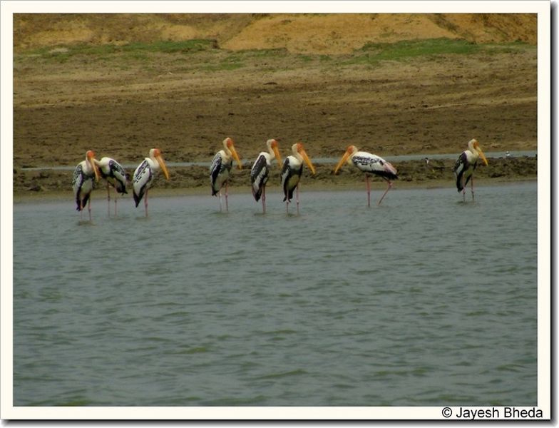 File:Bhimasar-Lake-Kachchh-Gujarat..jpg