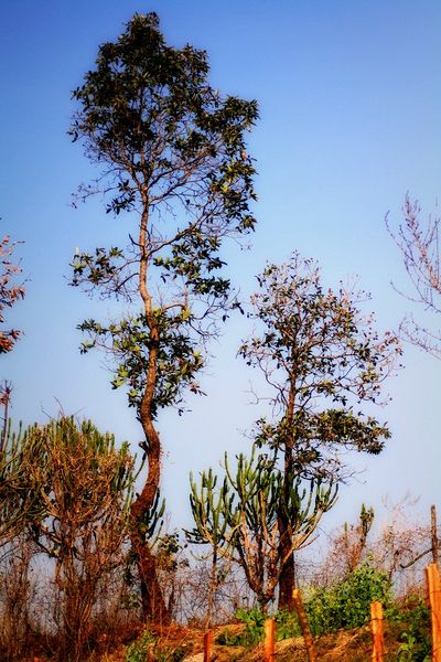 File:Kohima-4.jpg