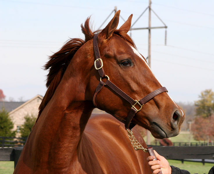 File:Horse-1.jpg