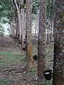रबर क्षीर
