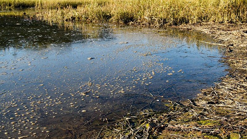 File:Water-Pollution.jpg