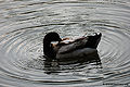 Thumbnail for version as of 07:34, 2 July 2011