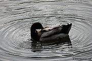 Duck-7.jpg