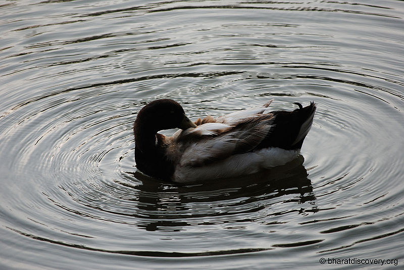 File:Duck-7.jpg