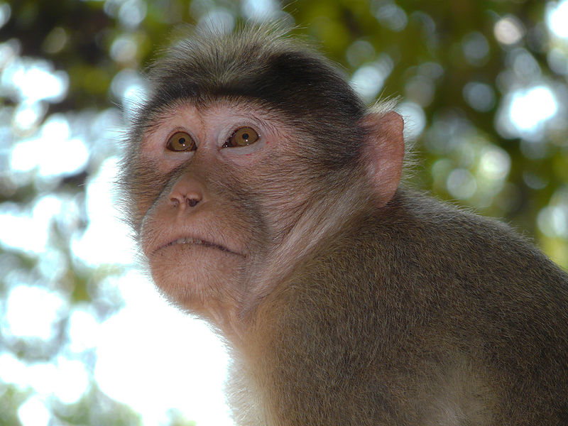 File:Monky.jpg