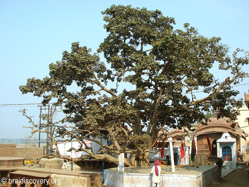 File:Cheer-Ghat-Vrindavan.jpg