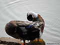 Thumbnail for version as of 07:38, 2 July 2011