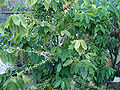 Thumbnail for version as of 06:45, 30 May 2012