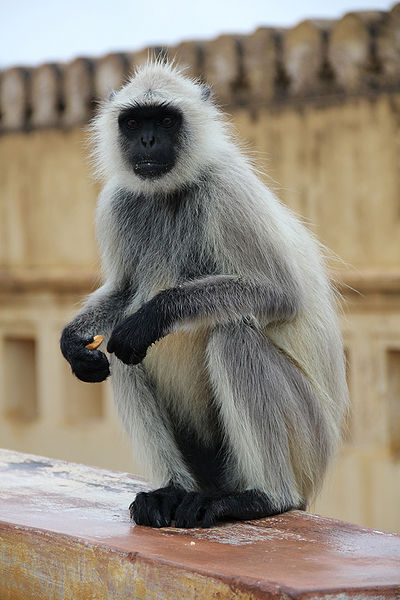 File:Langur.jpg