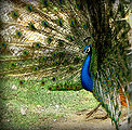 Peacock-1.jpg