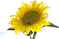 Thumbnail for version as of 11:05, 19 November 2011