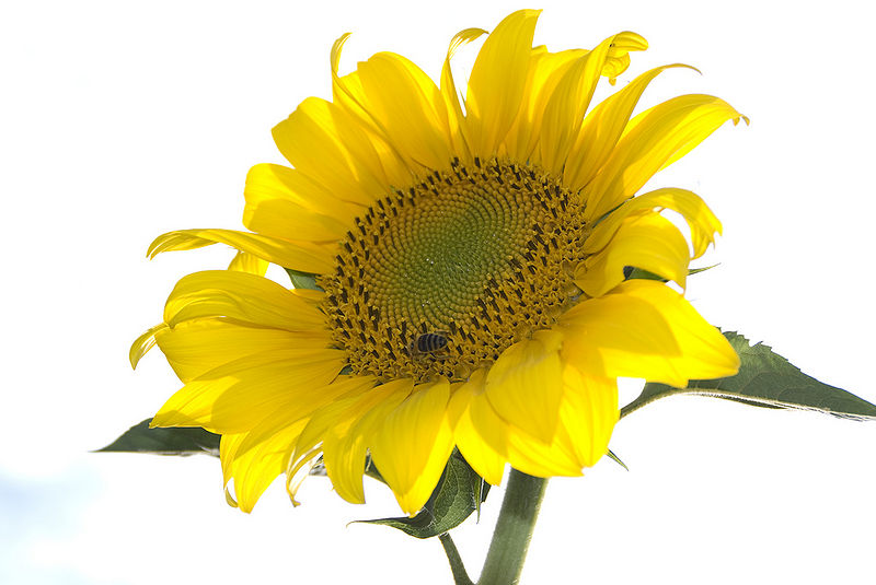 File:Sunflower-2.jpg