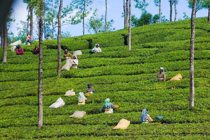 File:Tea-Worker.jpg