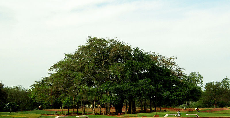 File:Banyan-Tree-1.jpg