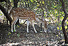 Chital-Gir-Forest-National-Park-2.jpg