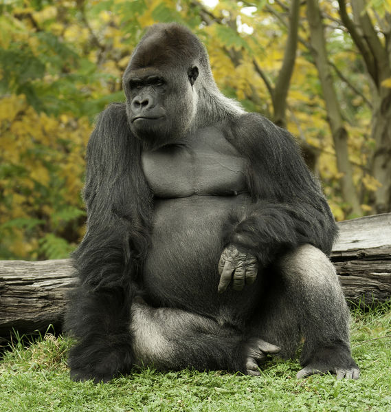 File:Gorilla.jpg