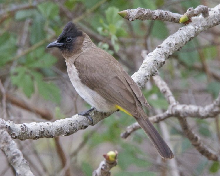 File:Bulbul.jpg