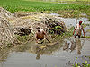 Jute-1.jpg
