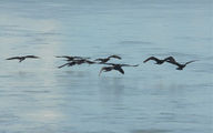 Brahmaputra-River-5.jpg