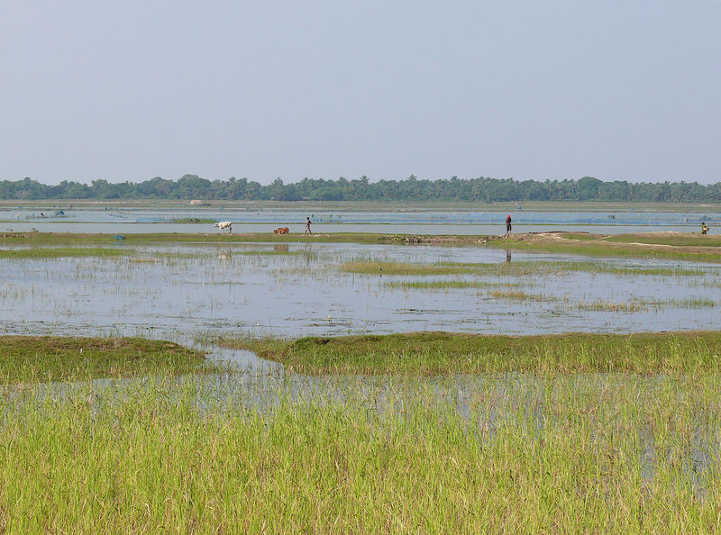 File:Chilika-Lake-5.jpg