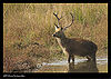 Barasingha-1.jpg