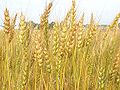 Wheat-1.jpg