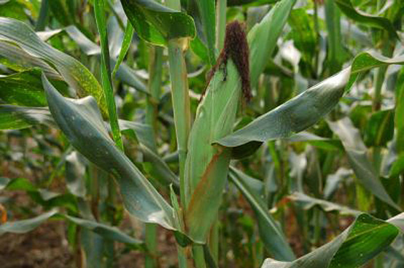File:Maize-Field.jpg